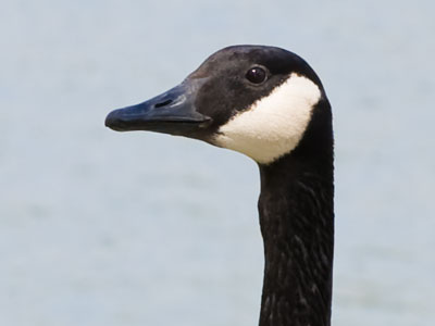 As close as I want to get to a goose.