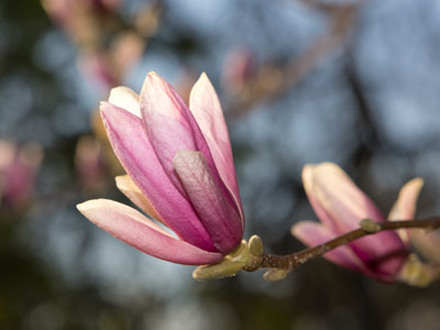 Don`t blink, or you`ll miss the tree blossoms.