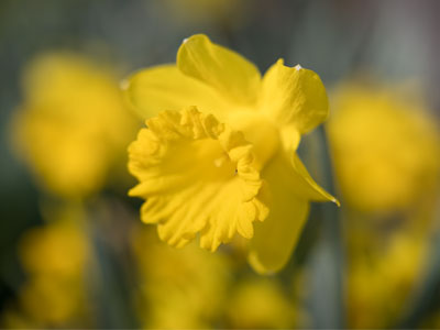 Daffodil season is at its peak.