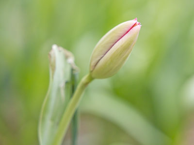Tulips are thinking about it.