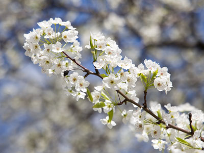 While I work in an office, spring is happening outside.