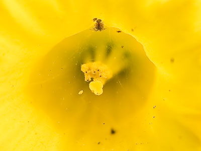 An itsy-bitsy spider has made this daffodil dangerous.