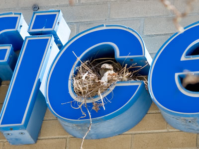 It`s nesting time in the city (see May 18, 2021, and March 28, 2023).
