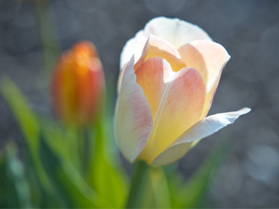 While I was taking pictures for 15 hours a day inside arenas, spring was happening outside.
