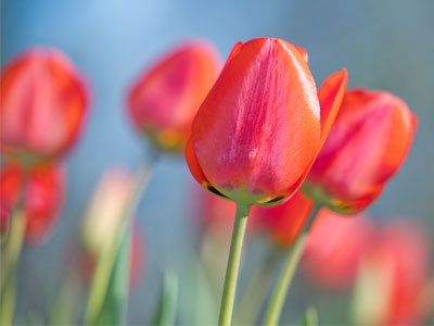 My allergies are raging, but flowers make me happy.