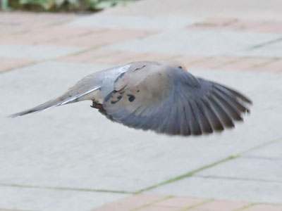 When a mourning dove flies, its wings create a squeaky whistling sound.