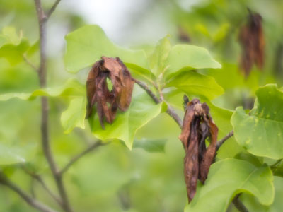 These magnolia blossoms were frozen to death on the tree before they had a chance to fall.