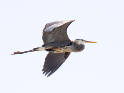 This guy`s wingspan is over six feet:  wider than I am tall.