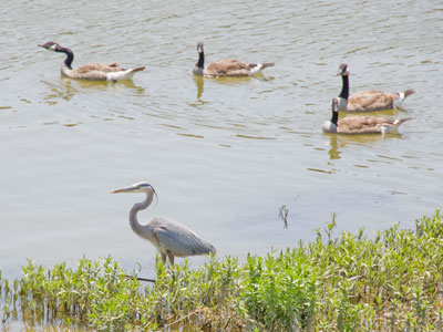 The honking geese let the heron know it was unwelcome.