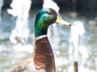 Meanwhile, here`s a mellow mallard.