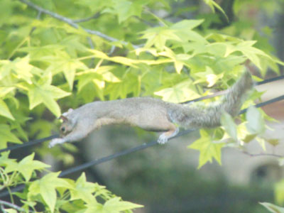 Flying squirrel.