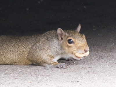 Splooting squirrel.