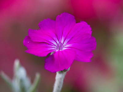 On this pinky-sized flower, there`s an incredibly tiny bug.
