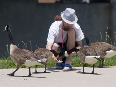 Very low on my priority list:  building trust with geese.