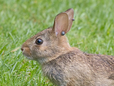 If you`re a veterinarian, go to Smith Garden and help this rabbit.