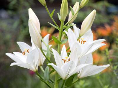 I appreciate my neighbors who like to garden.