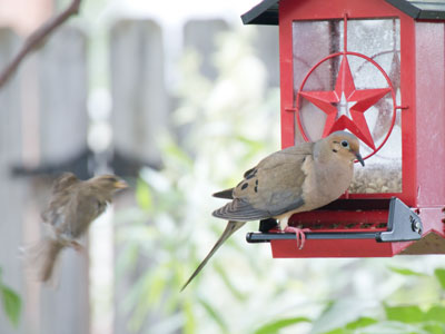 The sparrow waits until the mourning dove has had its fill.