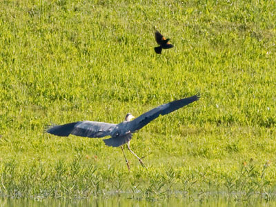 This heron is being harassed by a red-winged blackbird (see June 2 above).
