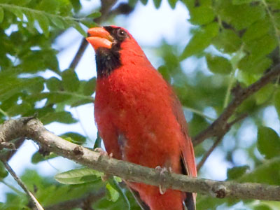 This cardinal was singing happily, then it stopped.  I saw it gobble up a green caterpillar, then it resumed singing.