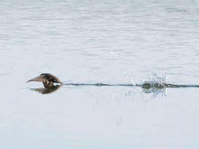 Swallows will drink from a pond as they fly, and that may be what I captured here.