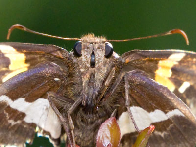 Uncomfortably close to a skipper.