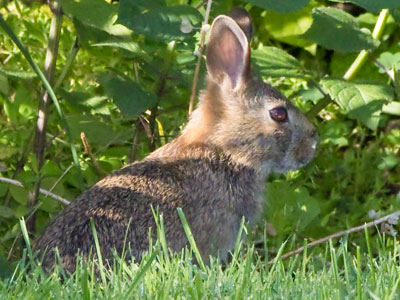 There was also a rabbit in the same spot (see June 13).