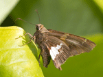 See larger image