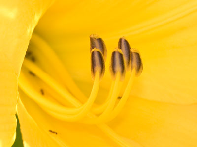 Sometime too hot the eye of heaven shines. WILLIAM SHAKESPEARE