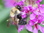 See larger image