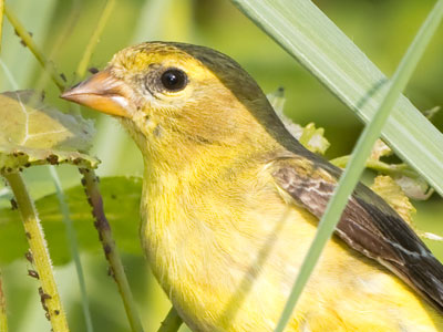 This goldfinch`s little brain knew something was going on, but it couldn`t see me through the tall grass.