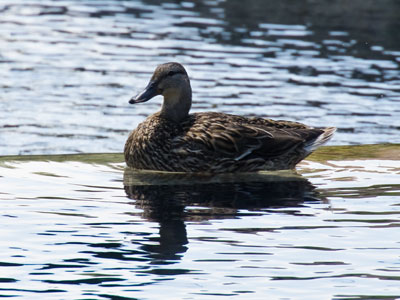Another bird.  The reflections made me happy.
