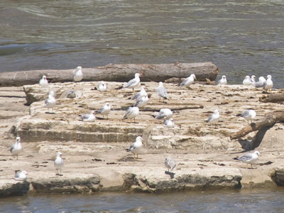 I wouldn`t make a good bird.  I don`t flock.