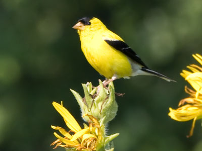 On the radio later in the day I played a Vivaldi flute concerto nicknamed The Goldfinch.