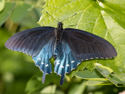 Life is brief and beauty is fleeting.  In its adult form, a pipevine swallowtail lives for about two weeks.