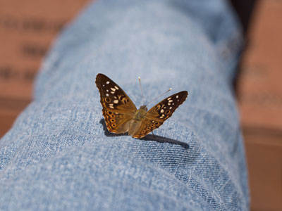 I learned a lesson about butterfly behavior on June 30, 2004, and I used it again today:  Step into the Light.