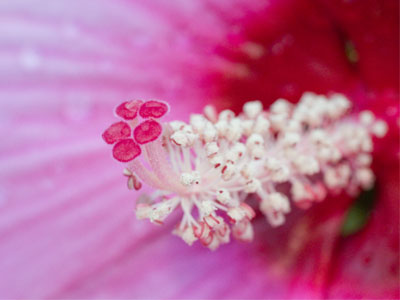 In the garden this morning, there was only me, bees, butterflies, birds, chipmunks and flowers.  I was happy.