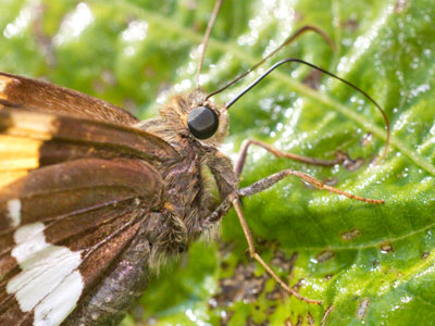Unnaturally close to a skipper (see June 20, 2025).