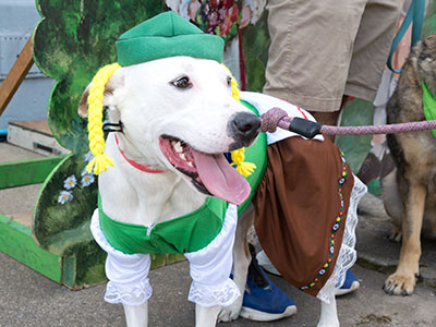 Not a German shepherd.