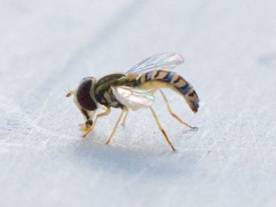 The beer tent was closed during Mass, so I hid in the shade.  Hover flies busily slurped up last night`s spills.