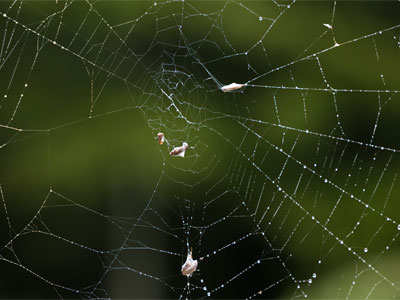 This was an enormous spider web across an archway.  Fortunately I noticed before I walked through it.