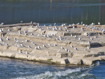 We can lift ourselves out of ignorance, we can find ourselves as creatures of excellence and intelligence and skill. JONATHAN LIVINGSTON SEAGULL We can lift ourselves out of ignorance, we can find ourselves as creatures of excellence and intelligence and skill. JONATHAN LIVINGSTON SEAGULL