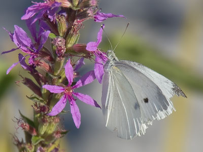 The cabbage white isn`t glamorous, but it`s ubiquitous. The cabbage white isn`t glamorous, but it`s ubiquitous.
