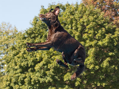 I go to this event every year for the flying dogs (see October 6, 2024; October 8, 2023; October 2, 2022).