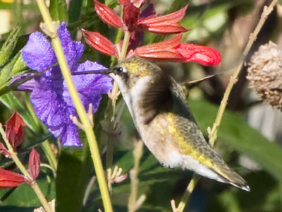 Hummingbirds deliberately avoid me (see September 25, 2025).