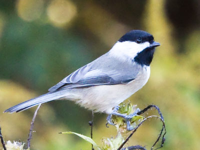 A black-capped chickadee is more relaxed than a hummingbird.