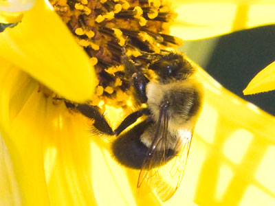 The morning buzz.
