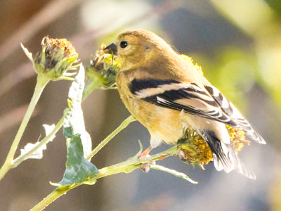 Goldfinches eat a lot of seeds, but they won`t turn down a tasty bug.