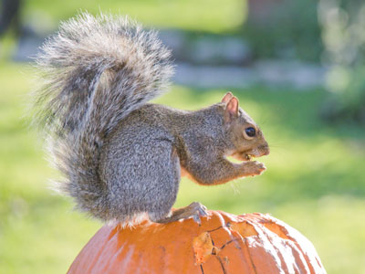 Pumpkin spice season.