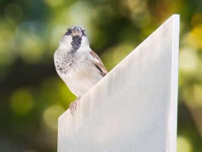 Artists build sculptures, birds don`t care (see August 27, 2024).