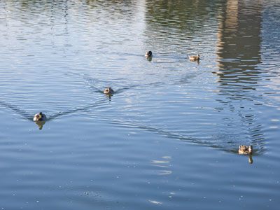 The ducks came expecting food, but were disappointed.